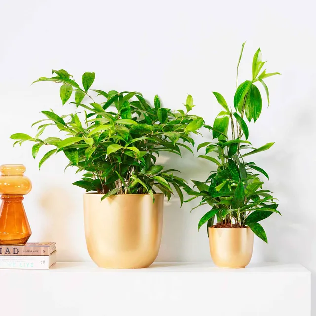 Bakker Dragonnier Dracaena surculosa pot Ø17 cm 55-65 cm