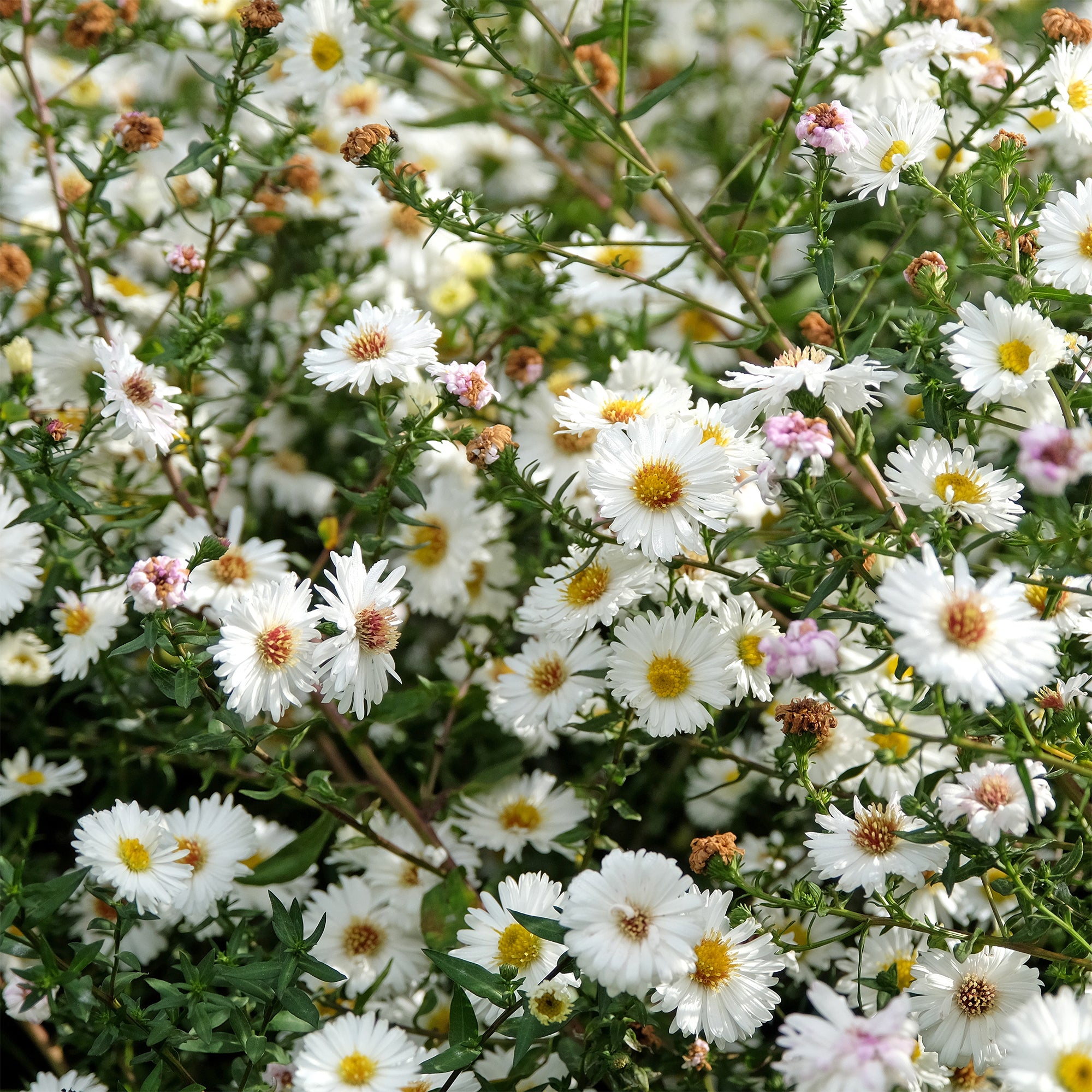 Bakker Aster White Lady vivace pot 9cm blanc