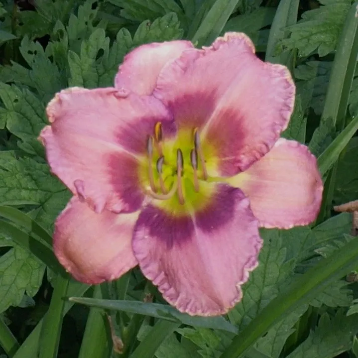 Passion Vivaces Hemerocallis Magic Quest vivace rose 1L