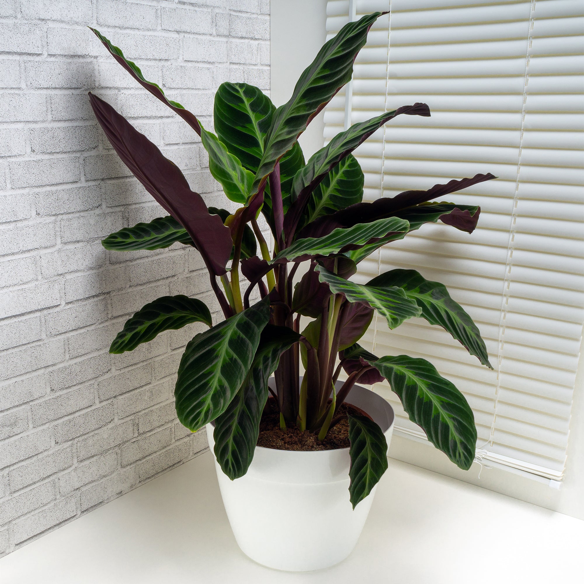 Bakker Intérieur Calathéa Warscewiczii plante pot 12 cm