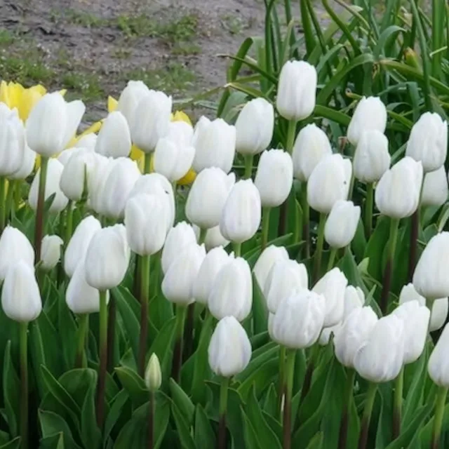 Bakker Tulipes Triomphe Royal Virgin bulbe 7 bulbes blanc