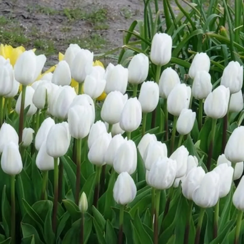 Bakker Tulipes Triomphe Royal Virgin bulbe 7 bulbes blanc