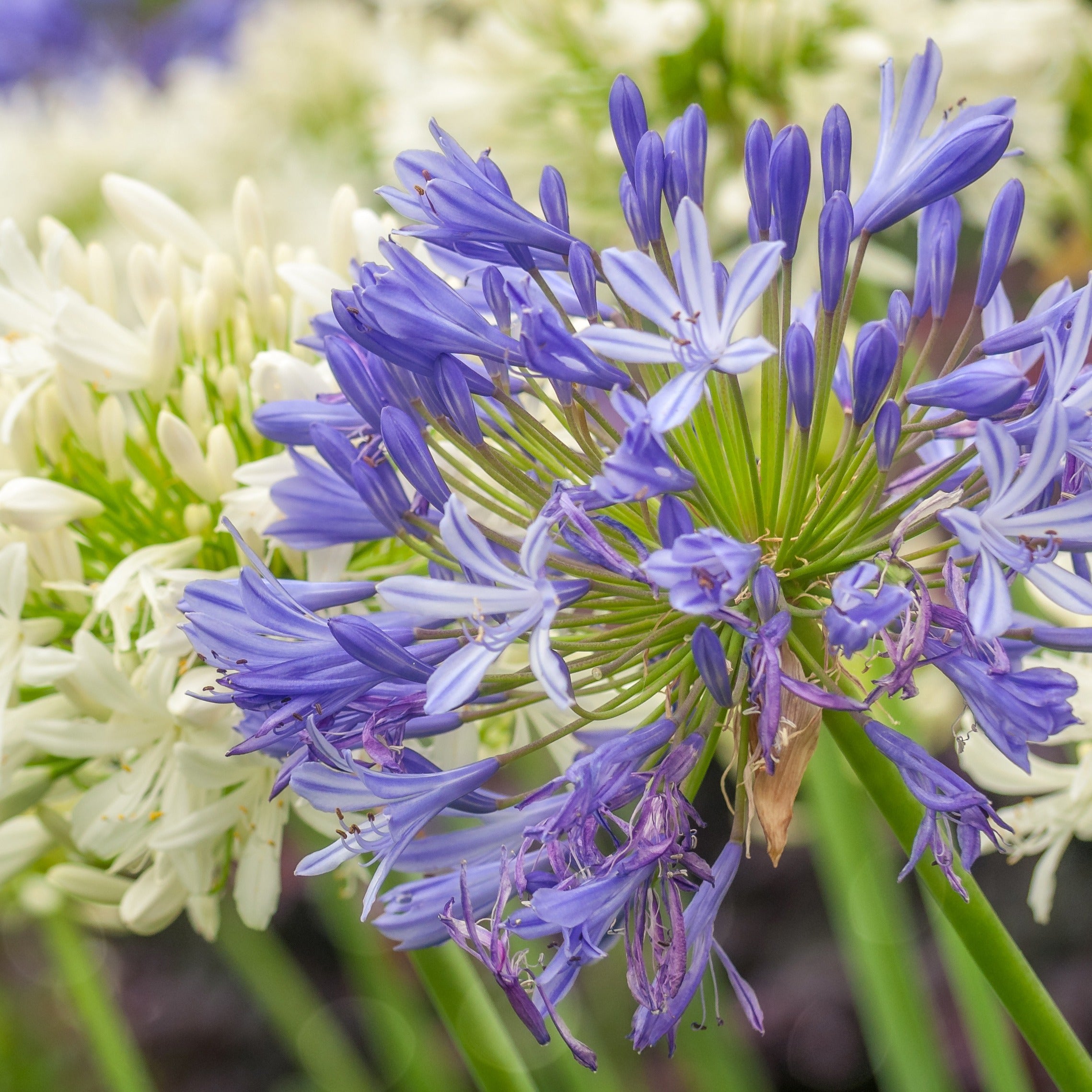 Bakker Agapanthe bleue plante vivace 3 racines nues