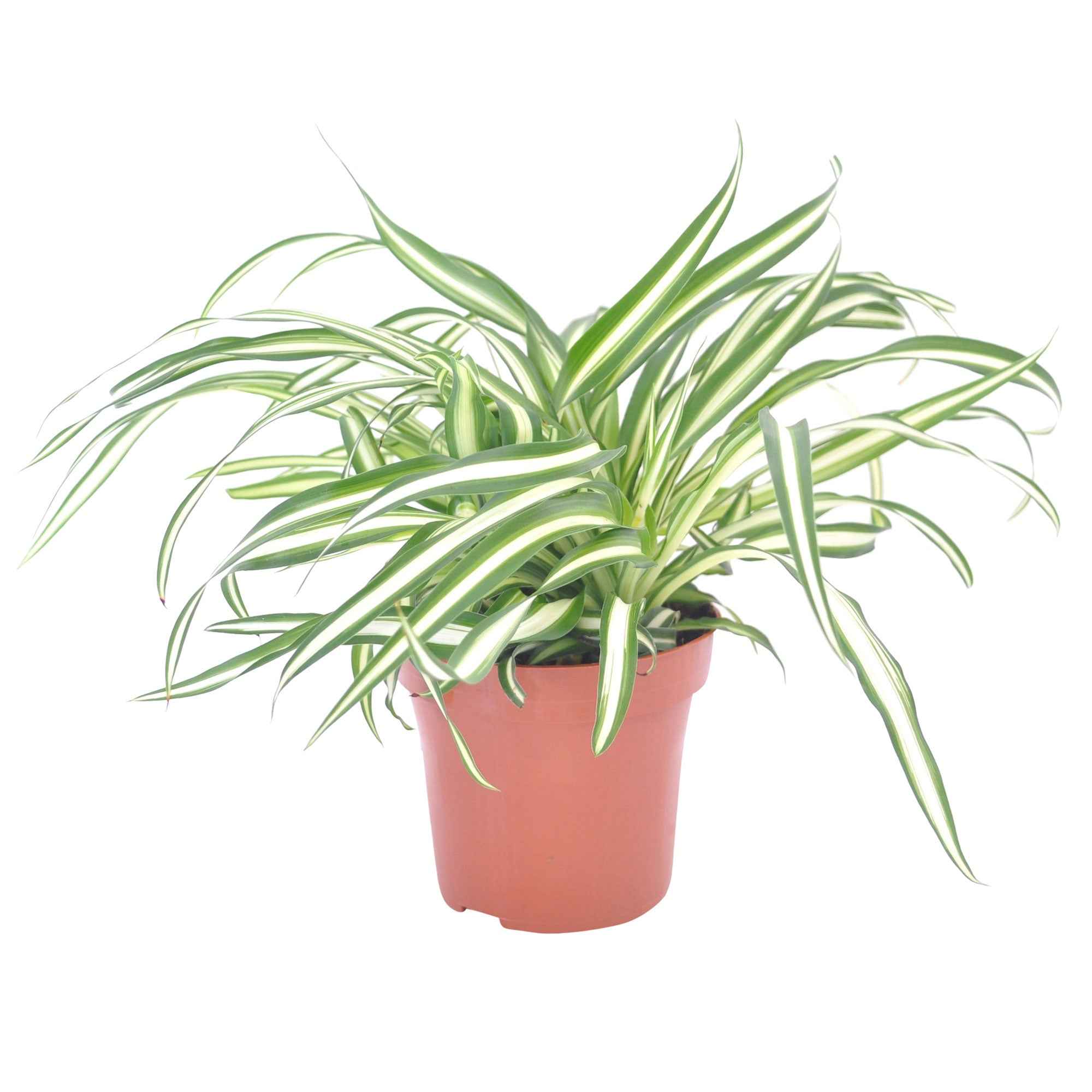 Bakker Chlorophytum Atlantic pot Ø 12cm plante araignée