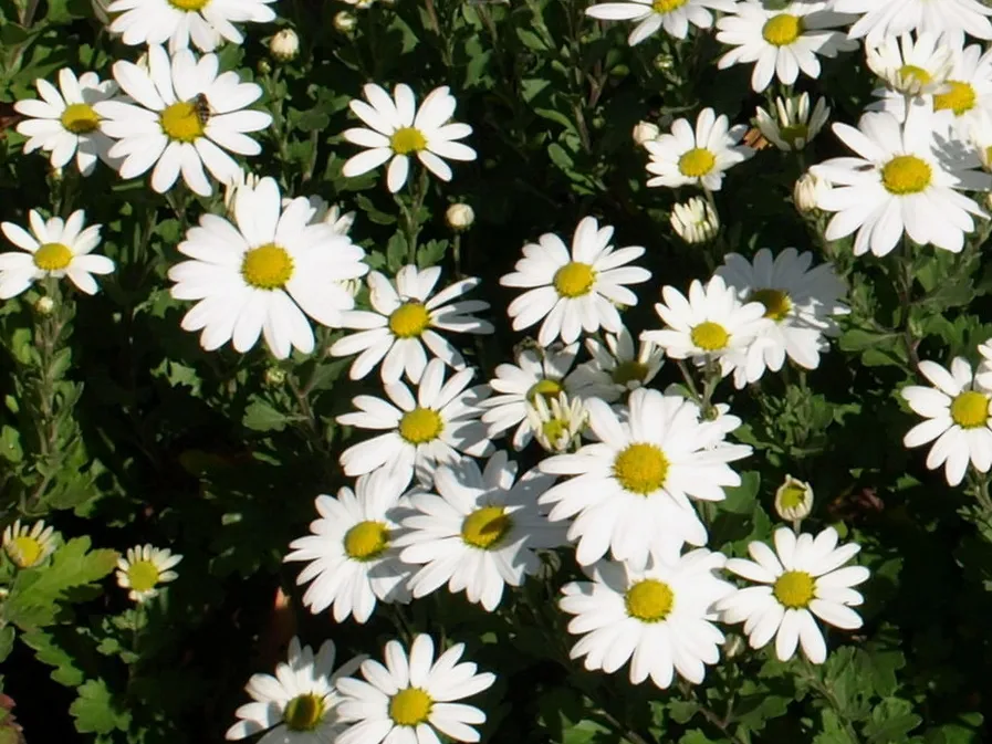 Passion Vivaces Arctanthemum Polarstern marguerite blanche godet
