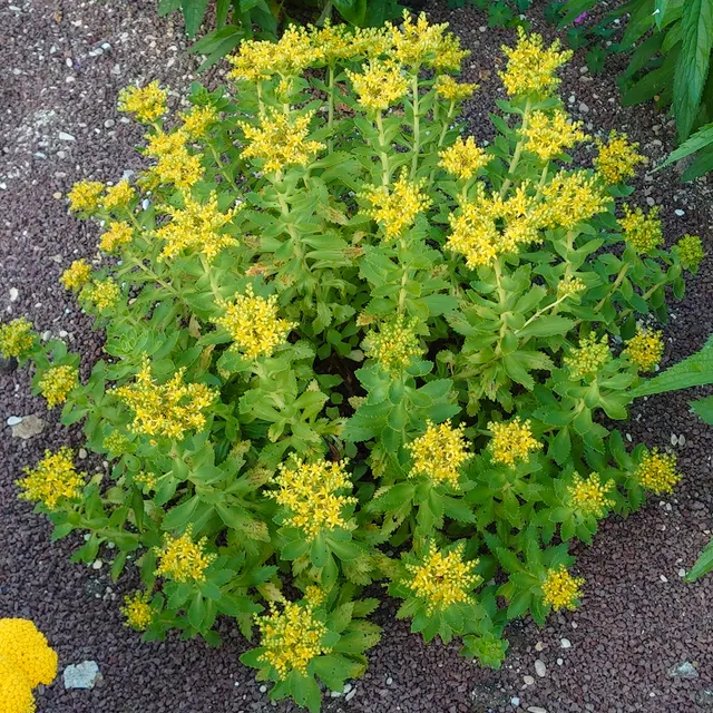 Passion Vivaces SEDUM takesimense plante vivace pot 1 L jaune