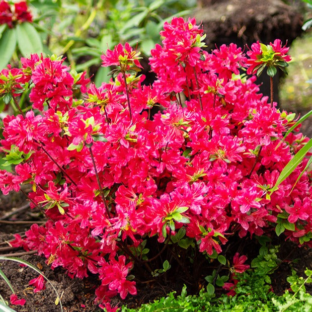 Bakker Azalée Japon rouge Azalea pot Ø 9cm 15cm