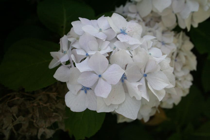 Les Hortensias du Haut Bois Madame Gilles Goujon hortensia boule
