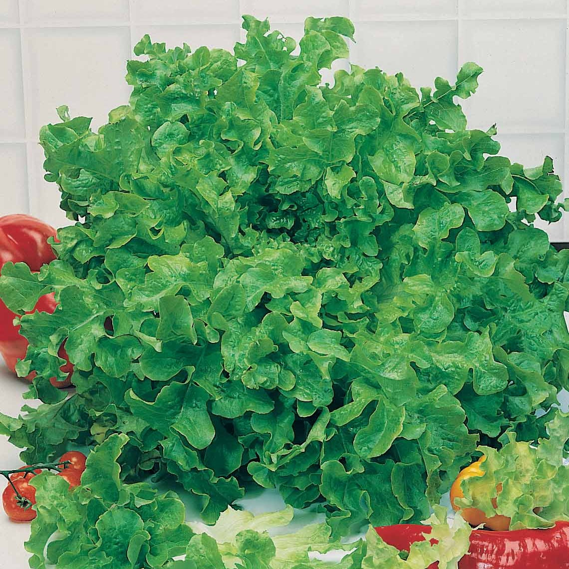 Bakker Potager Laitue Feuille de chêne graines sachet 2g