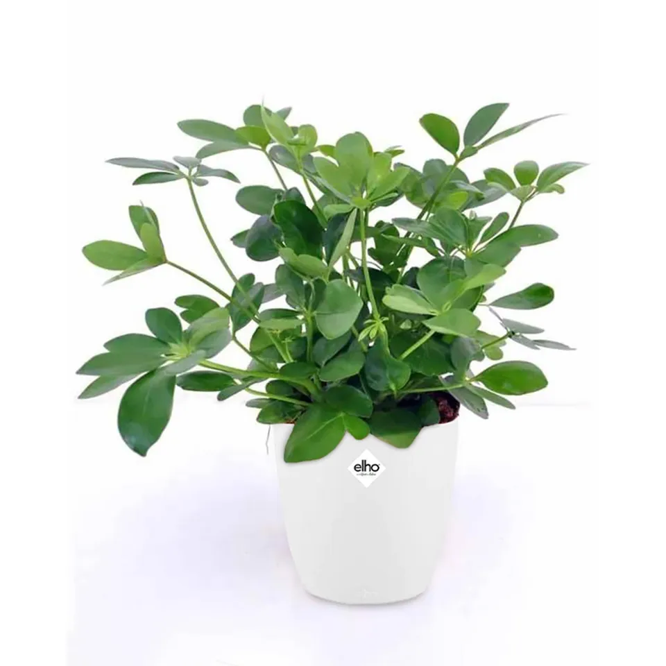 Bakker Schefflera plante parasol verte 2 pots Ø12 cm