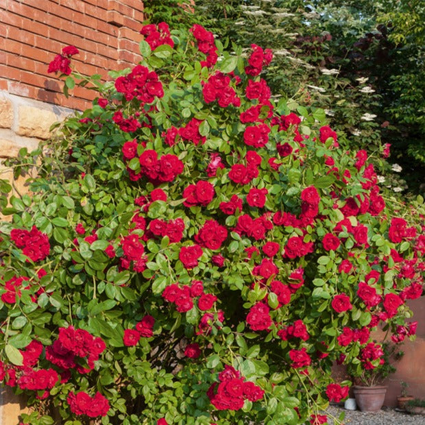 Bakker Rosiers grimpant rouge racine nue 2 branches