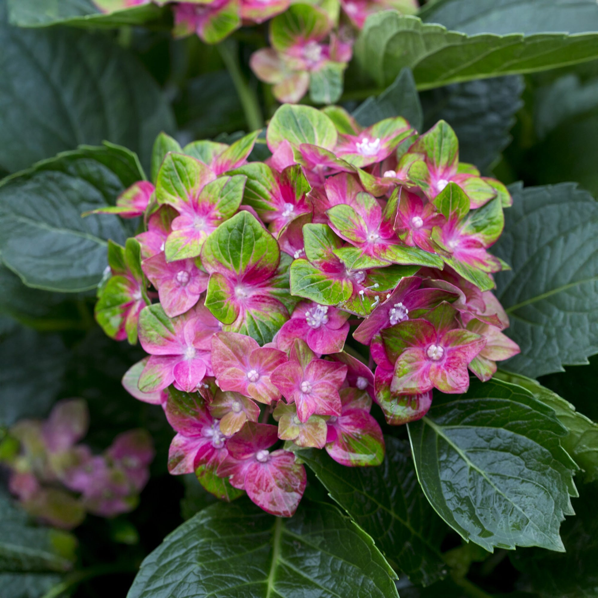 Bakker Hortensia Saxon® hortensia fuchsia pot 1.5L 15-20cm