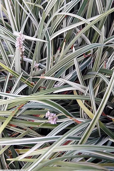 Passion Vivaces Liriope spicata Silver Dragon plante pot 1L panaché