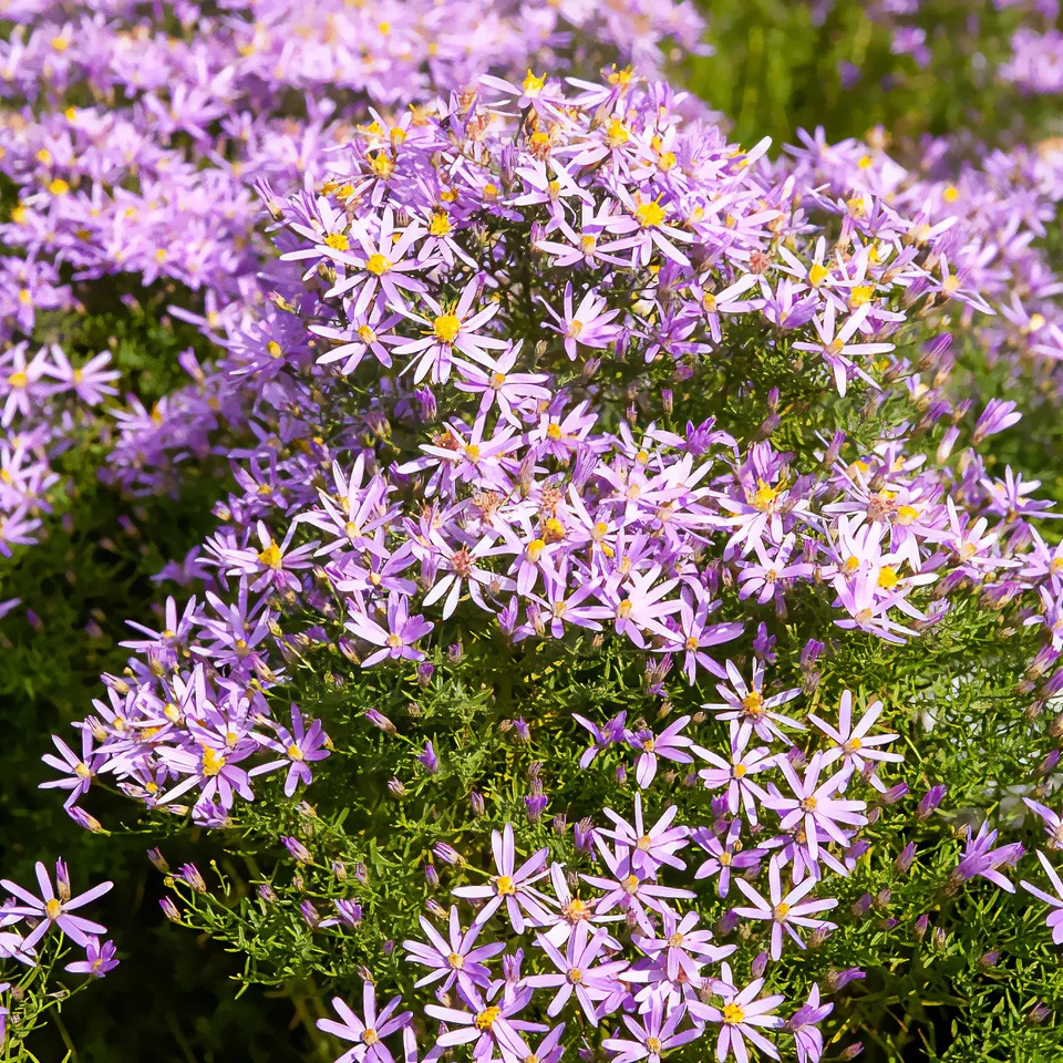 Bakker Aster sedifolius Nanus vivace pot 9cm violet automne