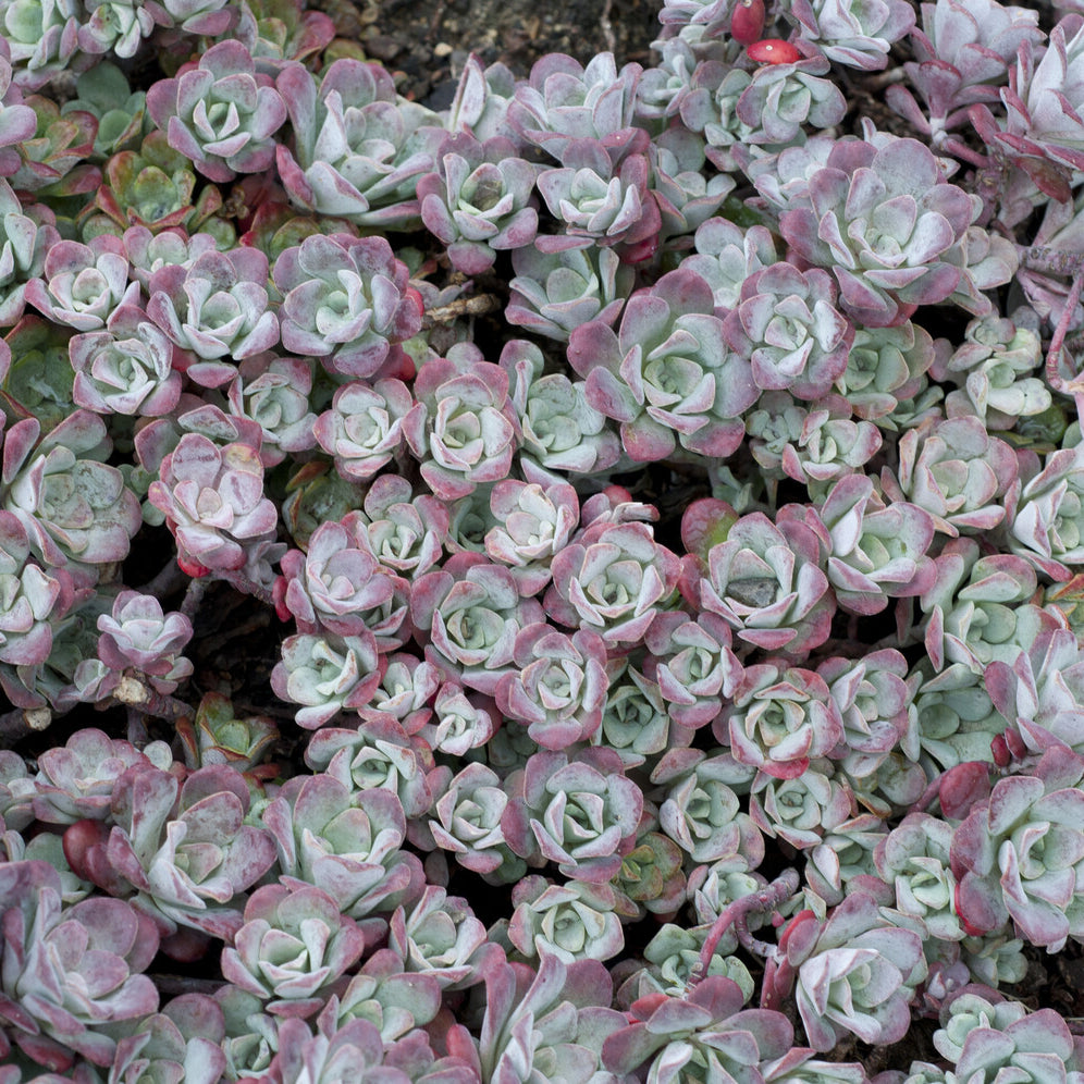 Bakker Plantes vivaces Sedum Purpureum orpin pot 9cm sec