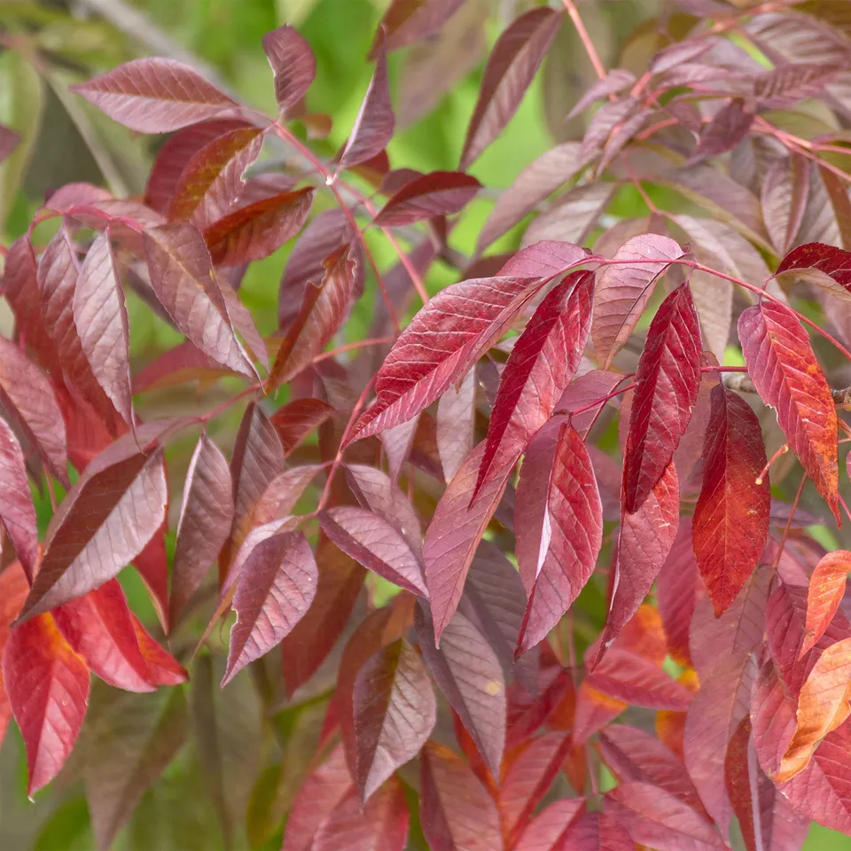 Bakker Frêne Autumn Applause arbre rouge pot 2L 40-60cm