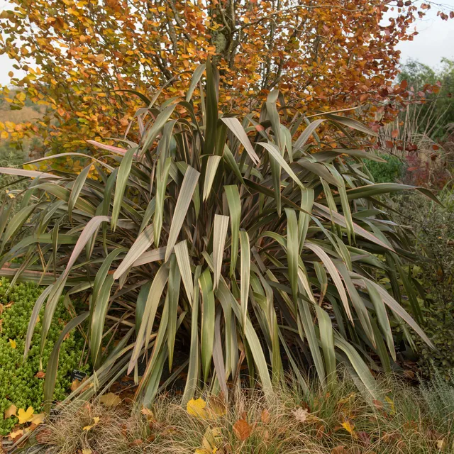 Bakker Sundowner phormium lin de Nouvelle-Zélande godet 9cm bronze