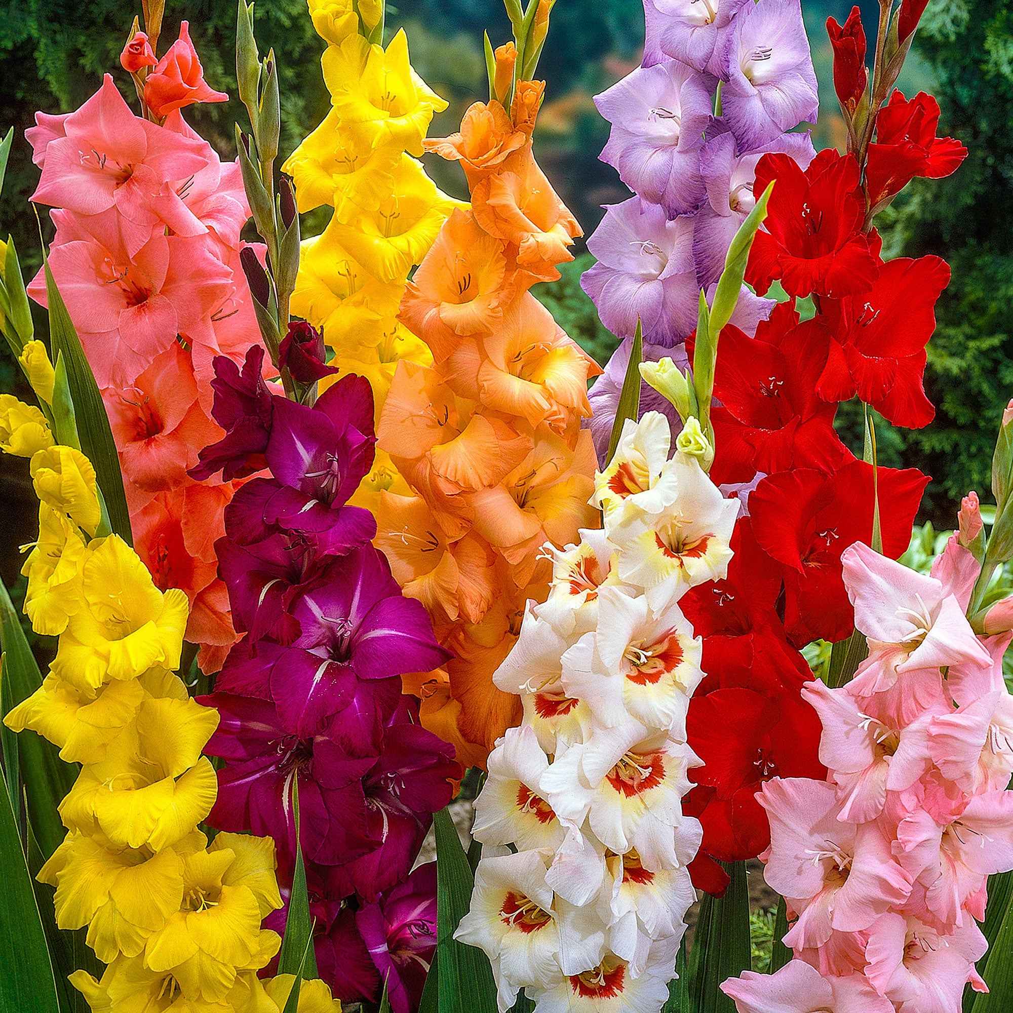 Bakker Glaïeul à Grandes Fleurs bulbes sachet 50 mélange couleurs