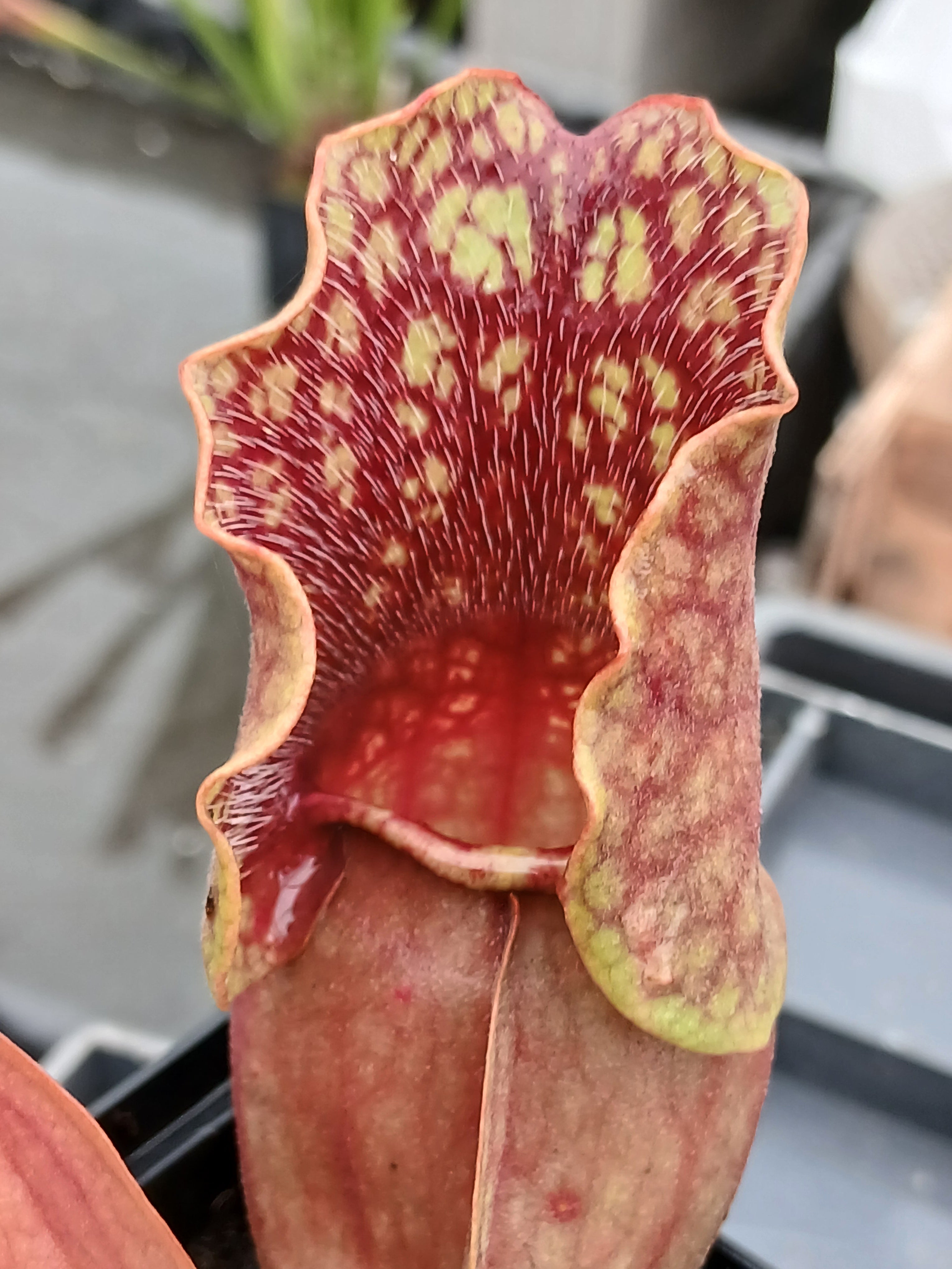 Carniflore Sarracenia purpurea venosa Red Ruffles carnivore