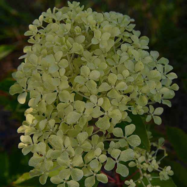 Bakker Hortensia Romantic Ace arbuste pot 8cm blanc crème