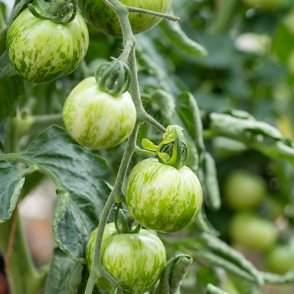 Bakker Potager et Graines Tomate Green Zebra graines sachet 0,15g rayée