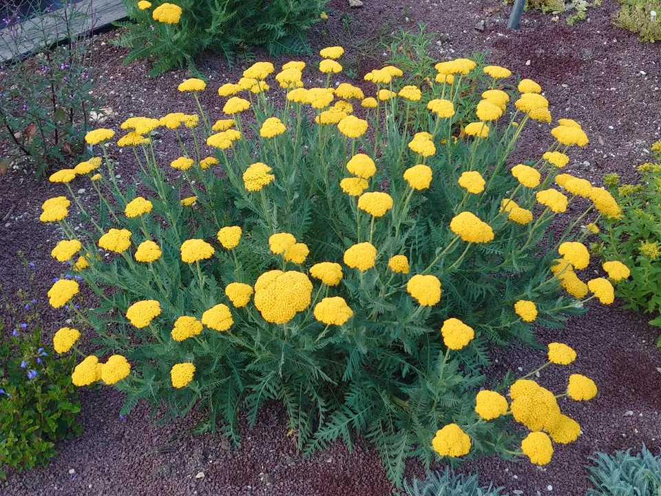 Passion Vivaces Achillea filipendulina Bishkek Gold plante godet