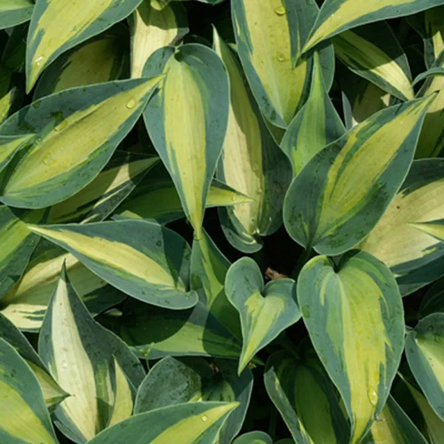 Bakker Hosta Catherine plante vivace pot 8cm panaché