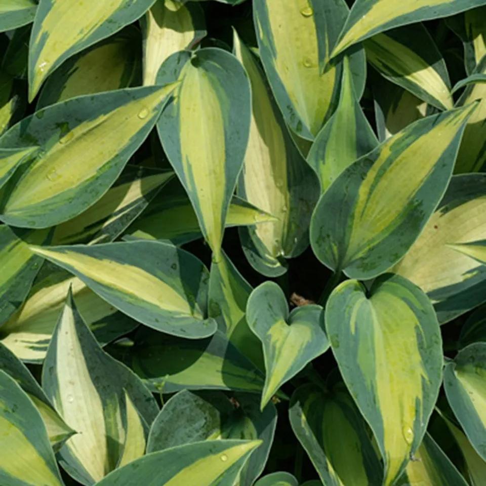 Bakker Hosta Catherine plante vivace pot 8cm panaché