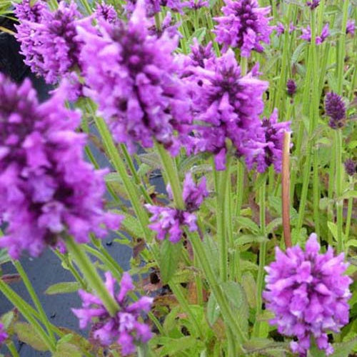 Bakker Bétoine officinale épiaire vivace pot 9cm