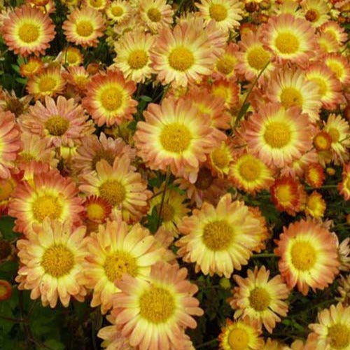 Bakker Chrysanthème Dernier Soleil vivace pot 9cm automne