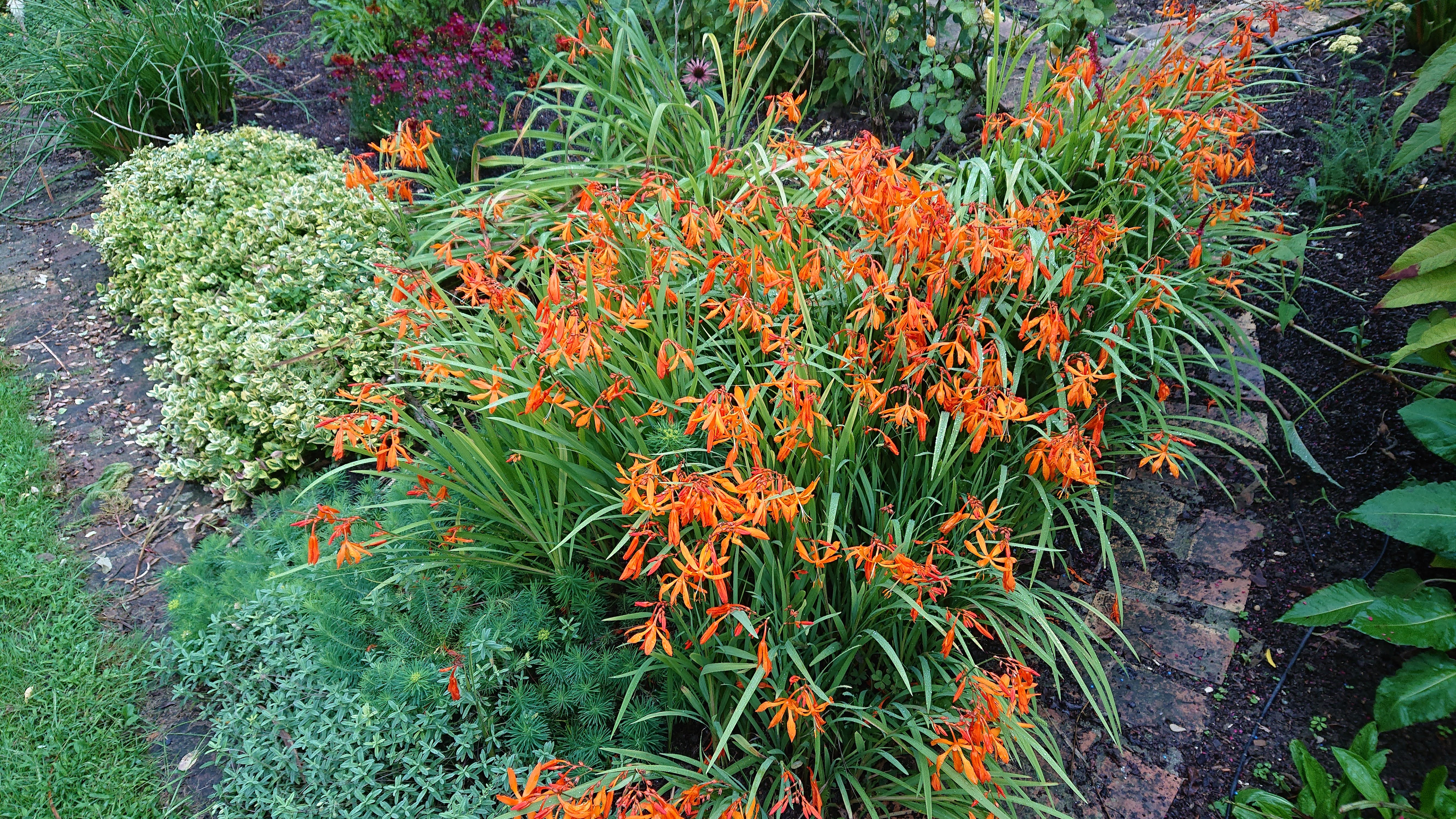 Passion Vivaces Crocosmia Golden Ballerina plante vivace godet orange