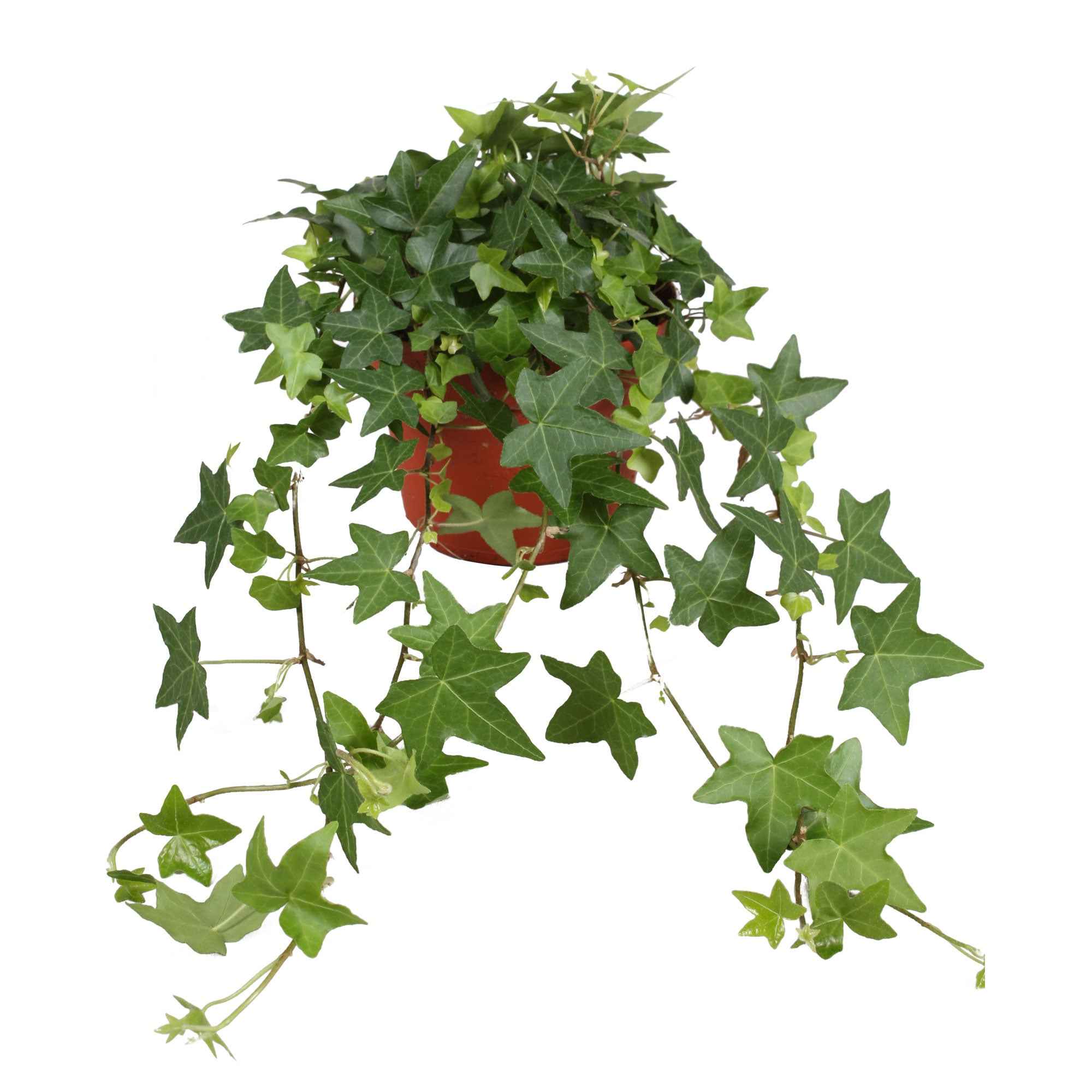 Bakker Plantes d'intérieur Lierre Pittsburgh pot 13 cm