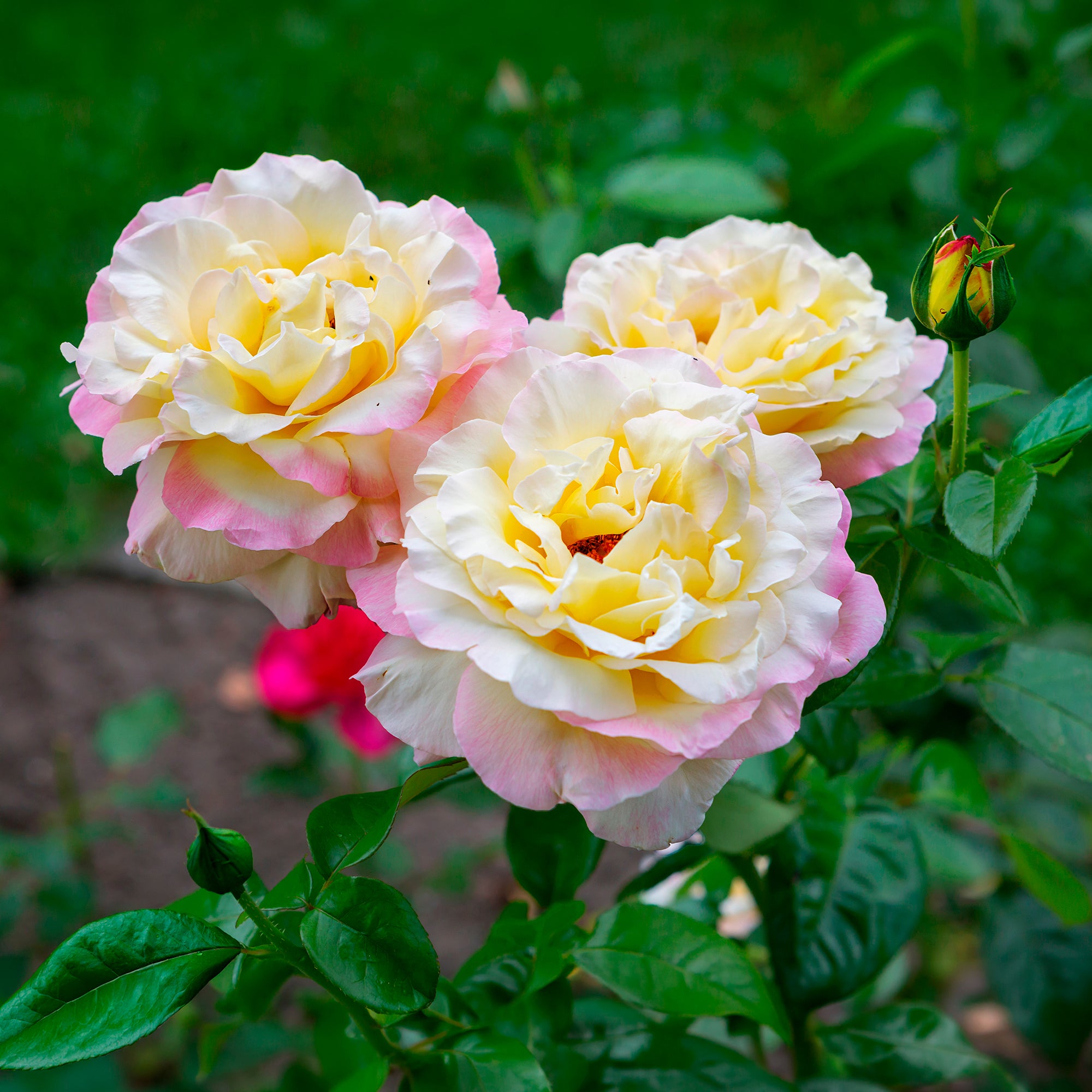 Bakker Mme A. Meilland rosier parfumé pot 4L crème