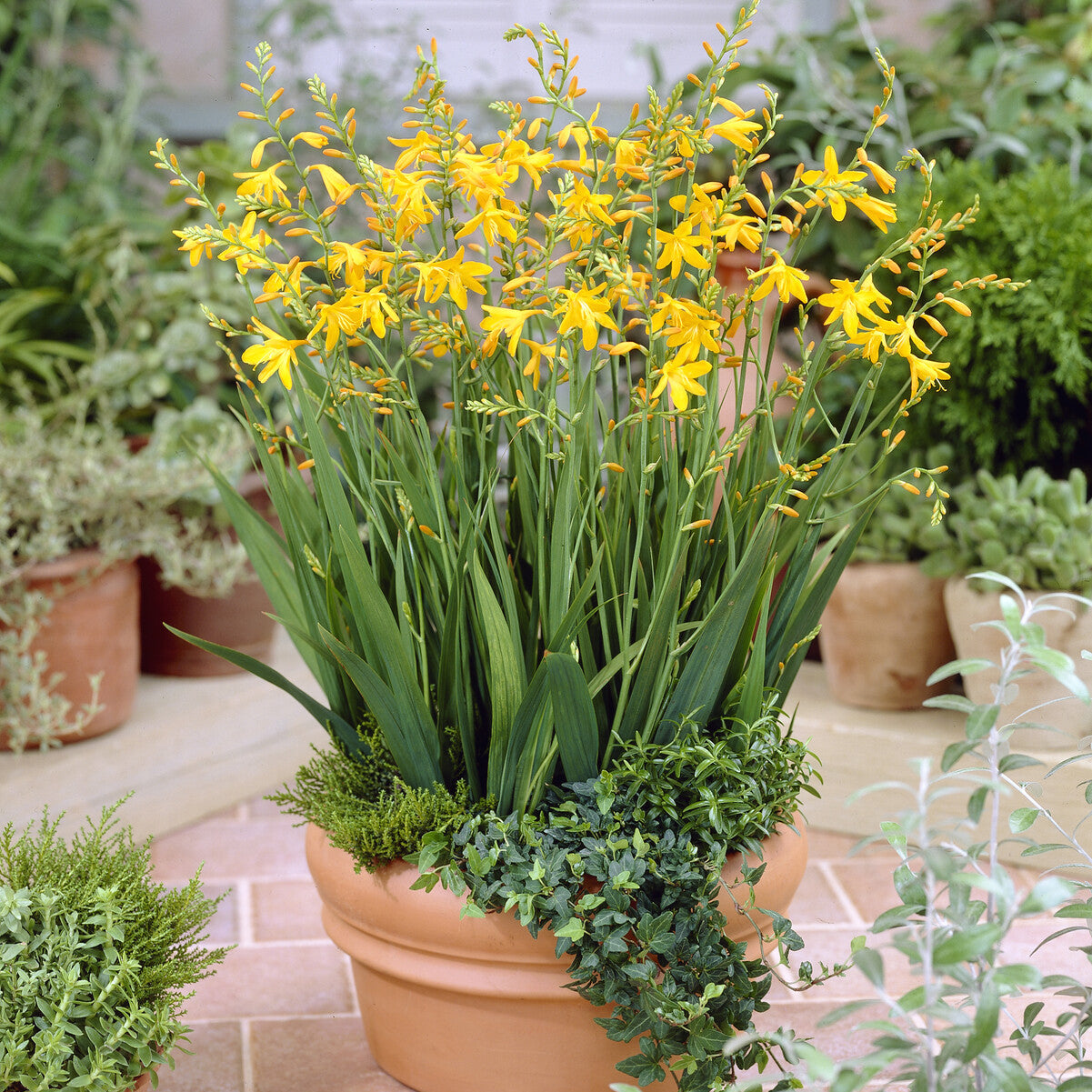 Bakker Crocosmia George Davidson jaune 10 bulbes 6-7cm