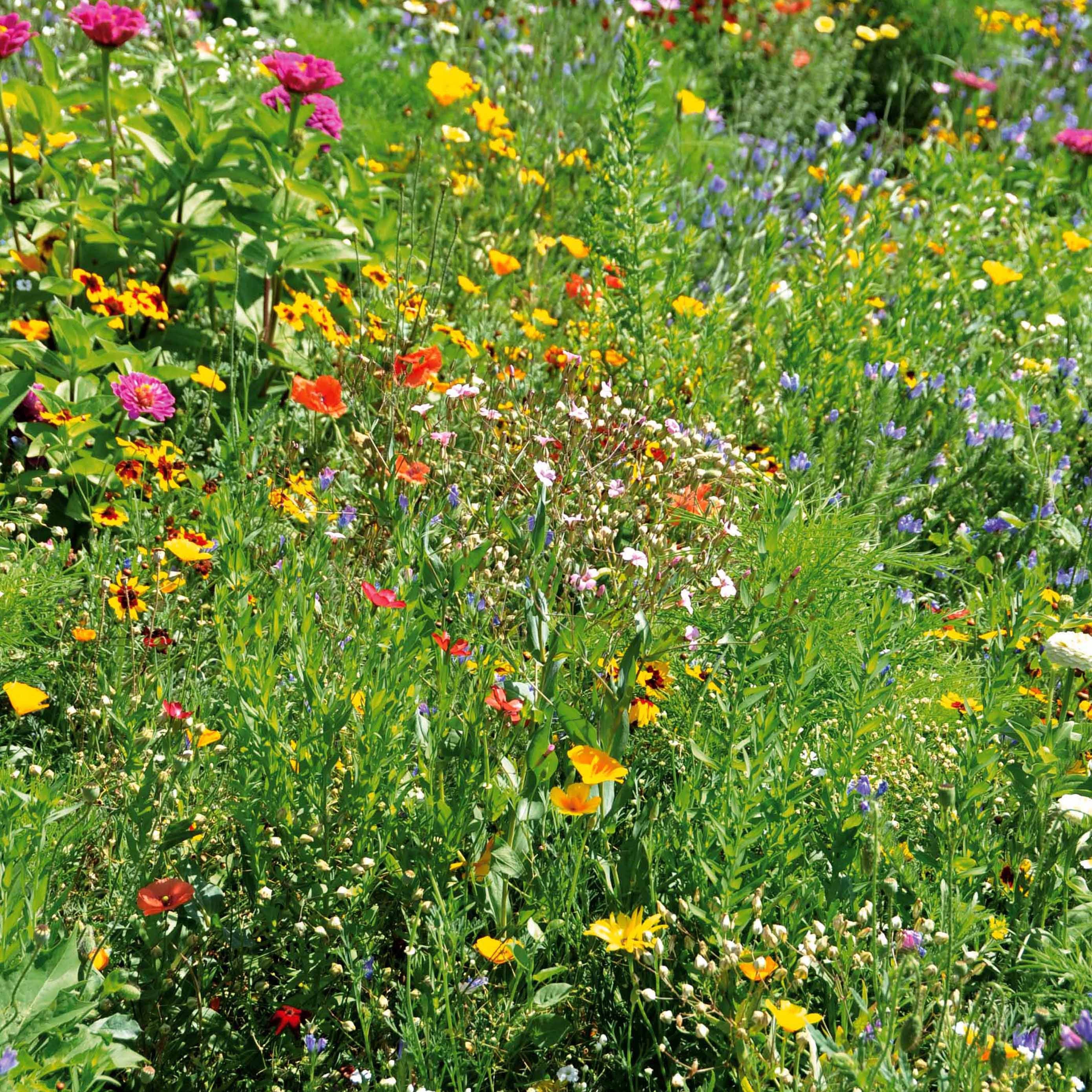 Bakker mélange graines fleurs terrains secs sachet 25g couleurs