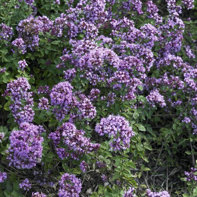 Bakker Origan Rosenkuppel vivace pot 9cm fleurs violettes