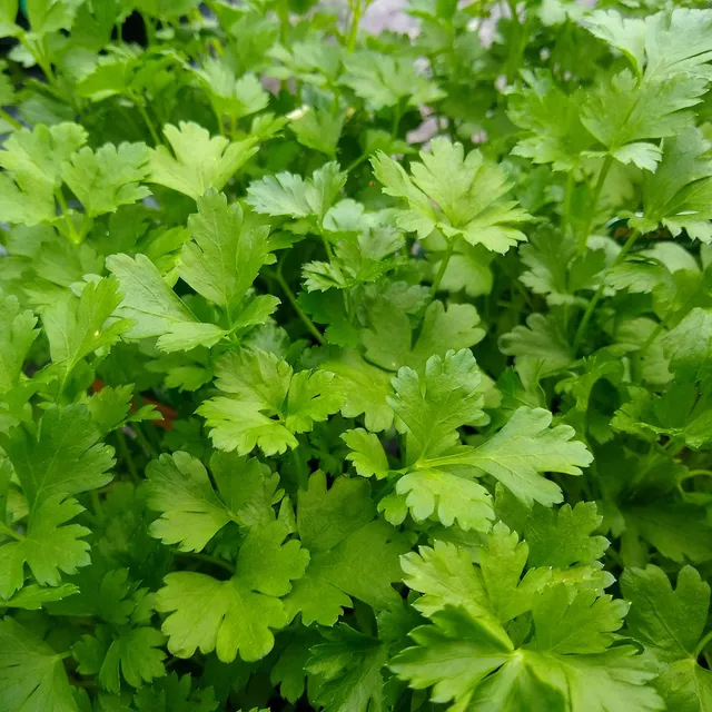 Bakker Persil commun plant aromatique pot Ø13cm feuille plate