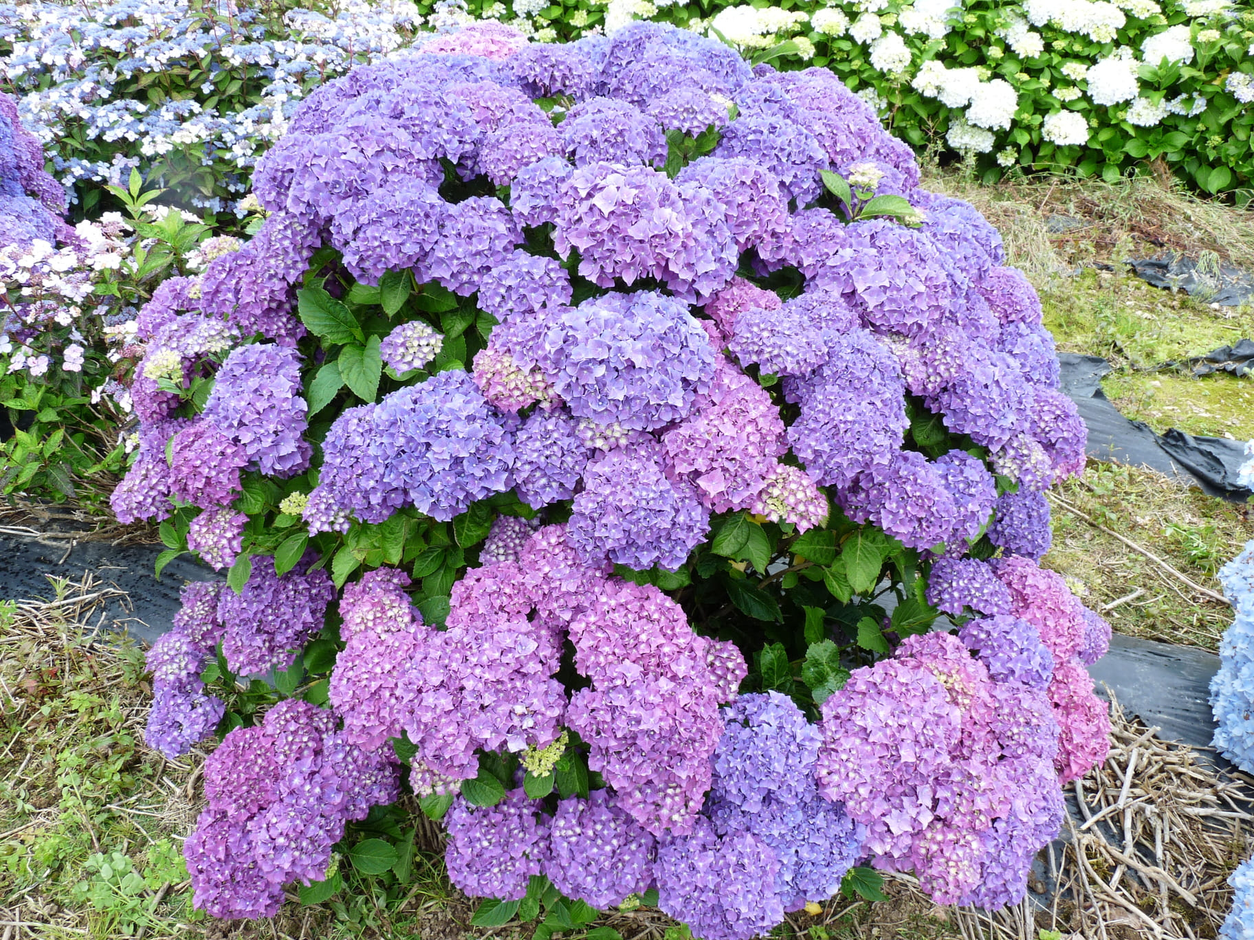 Les Hortensias du Haut Bois Harry’s Red hortensia rouge rond