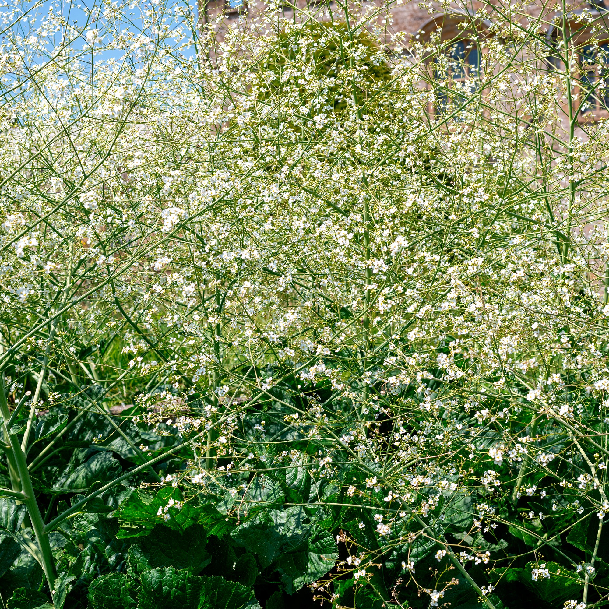 Bakker Plantes vivaces Chou nuage blanc Crambe fleur pot Ø 9cm