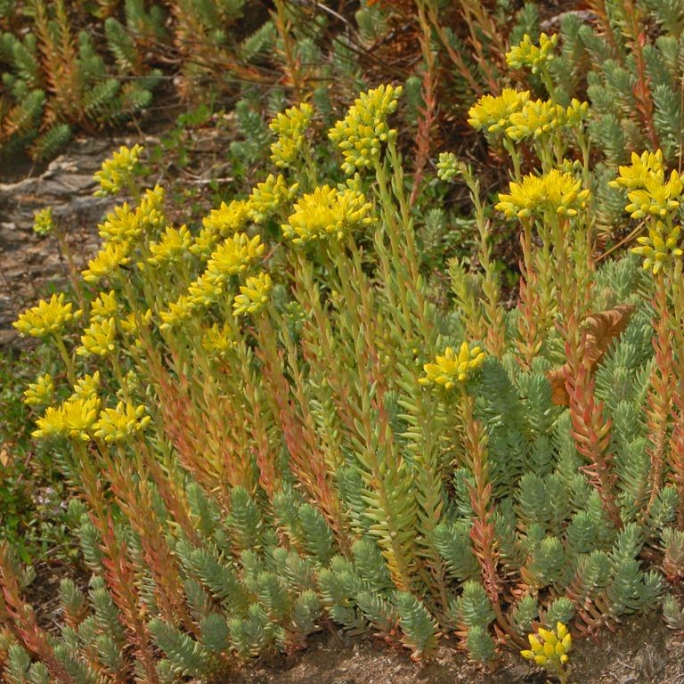 Passion Vivaces Sedum Reflexum orpin godet jaune persistant
