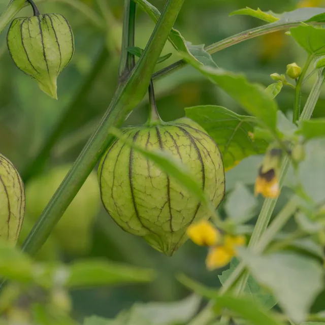 Bakker Tomatillo du Mexique graines sachet 50 graines
