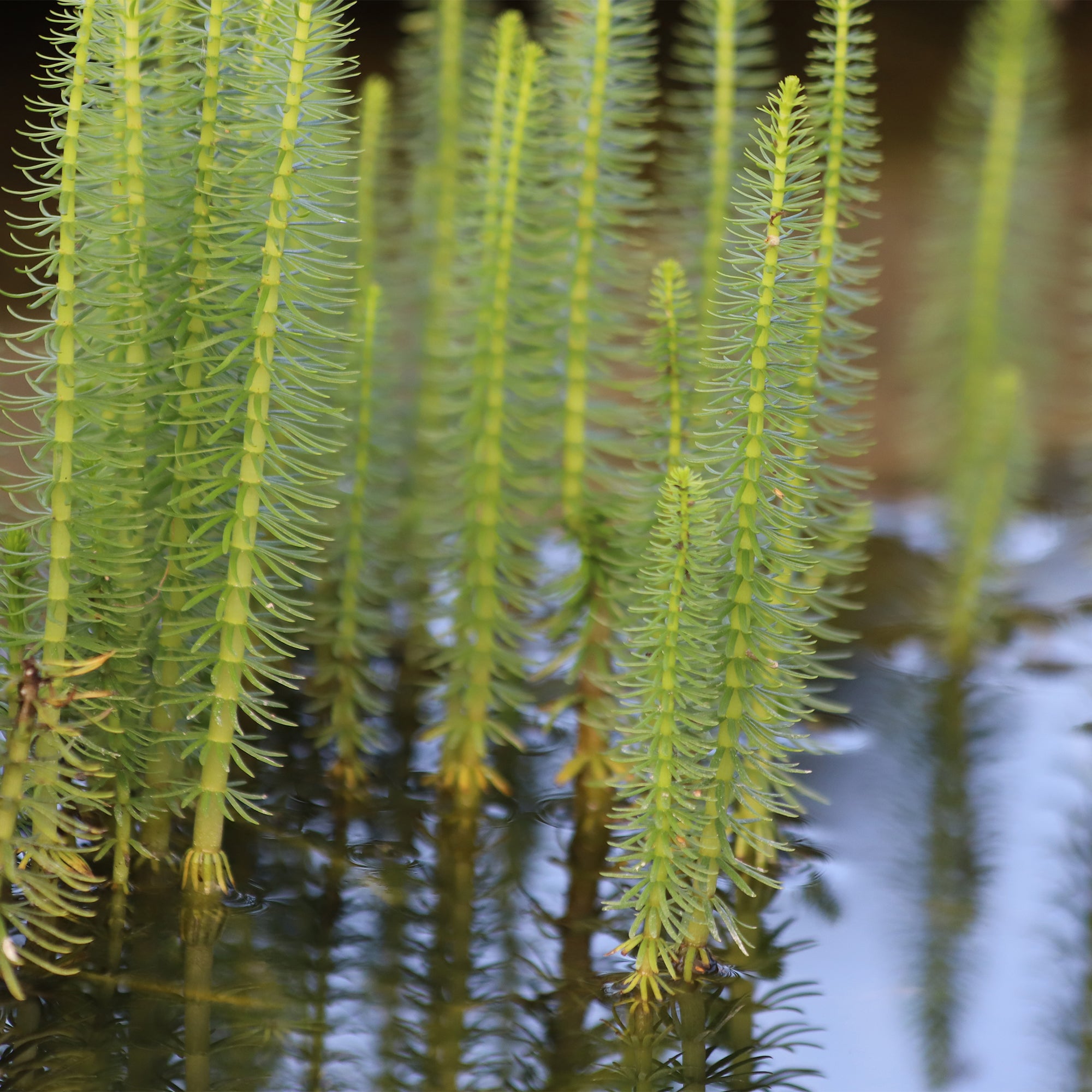 Bakker Pesse d'eau plante de bassin pot Ø 11cm oxygénante