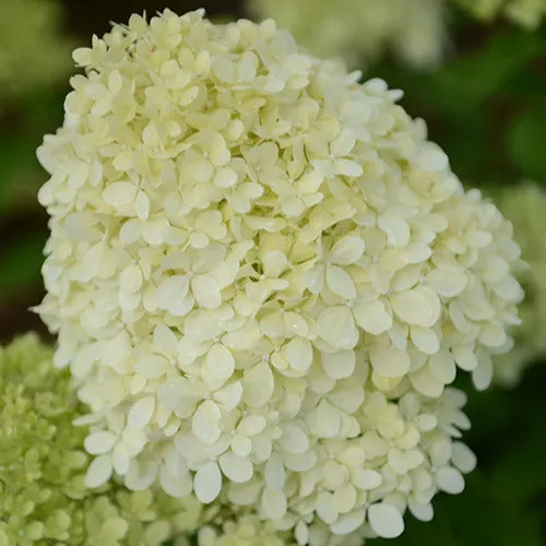 Bakker Hortensia paniculé Séléction arbuste pot 3L blanc