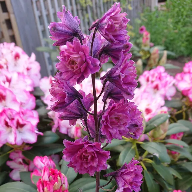 Passion Vivaces Delphinium elatum Flamenco pied d'alouette pot 1L