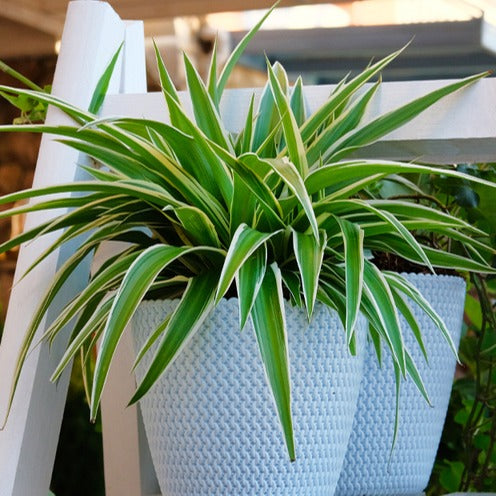 Bakker Phalangère Ocean plante d'intérieur pot Ø 12cm cascade