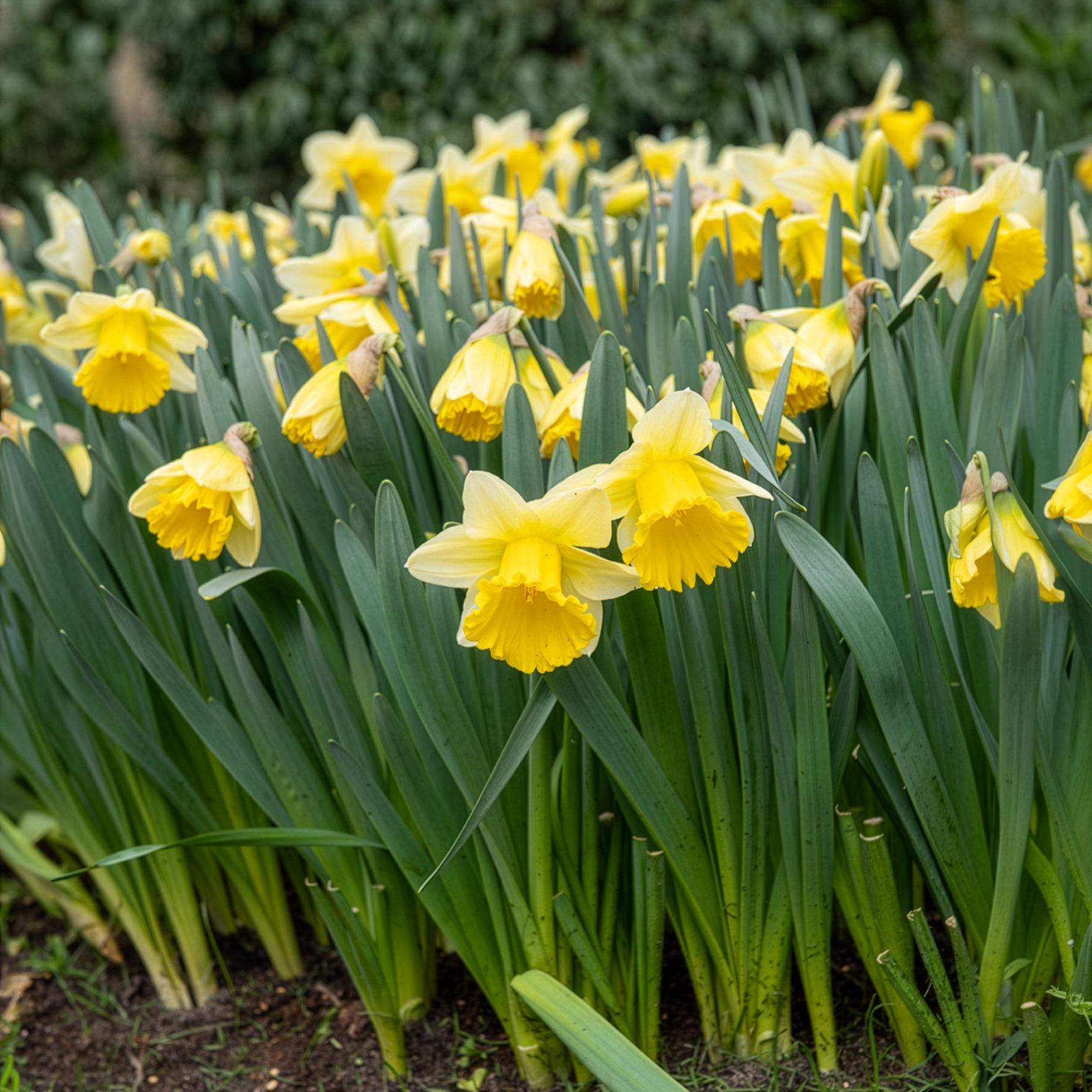 Bakker Goblet narcisse sachet 10 bulbes blanc jaune