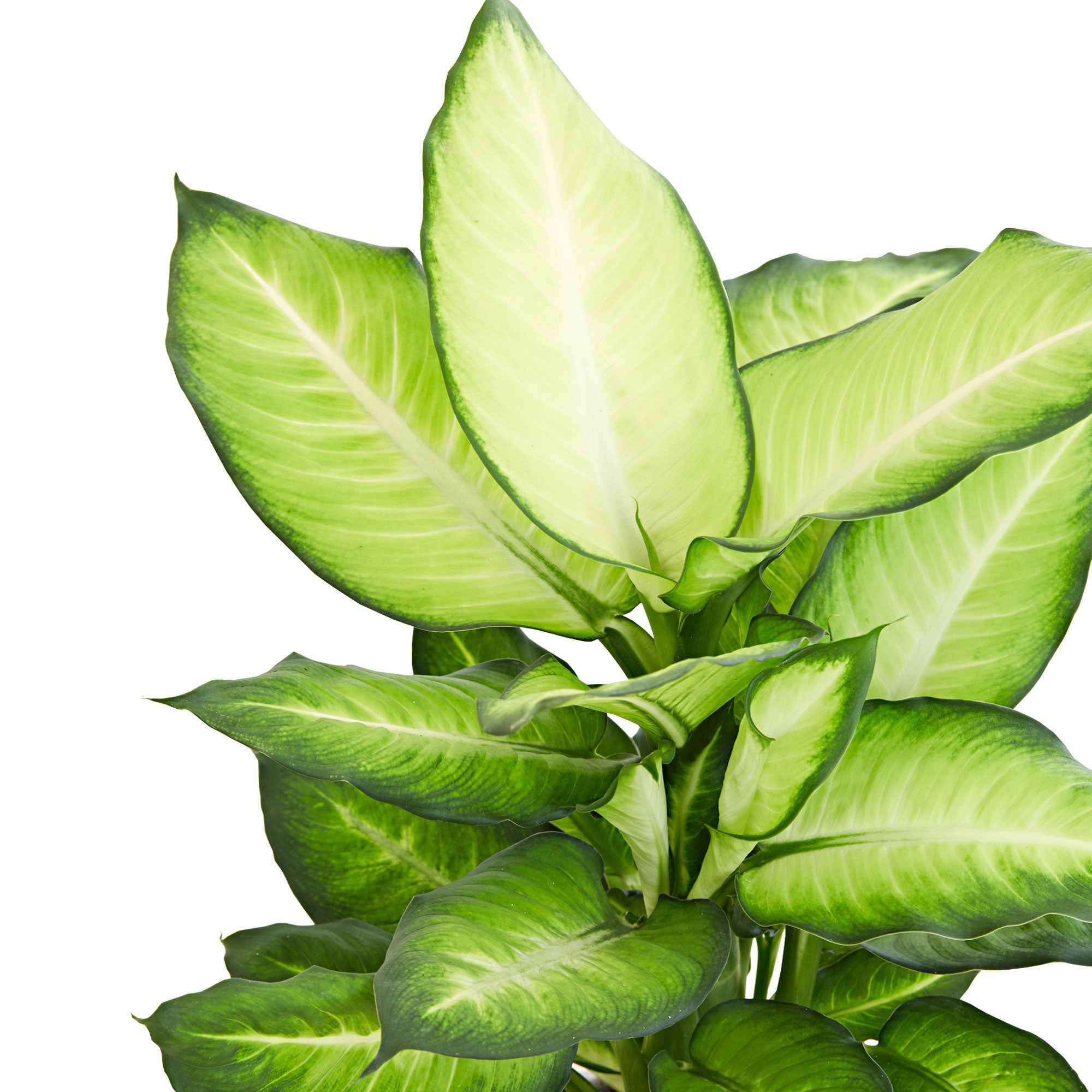 Bakker Summer Style dieffenbachia d'intérieur pot Ø17cm panaché