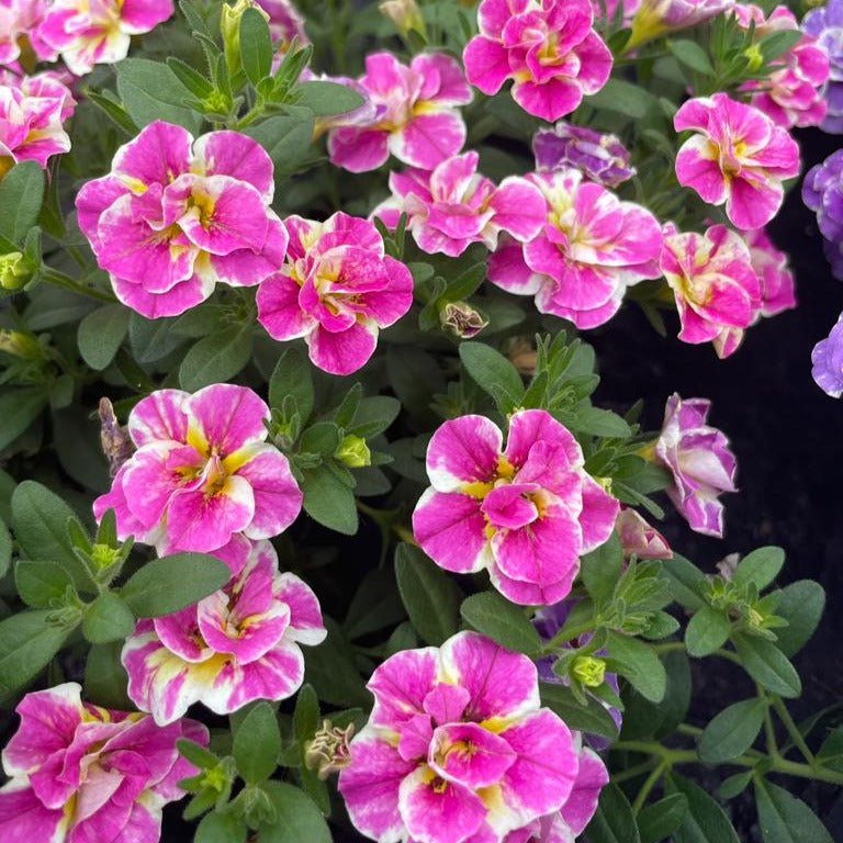 Bakker Double Loopy mini-pétunia rose 3 pots Ø10,5cm