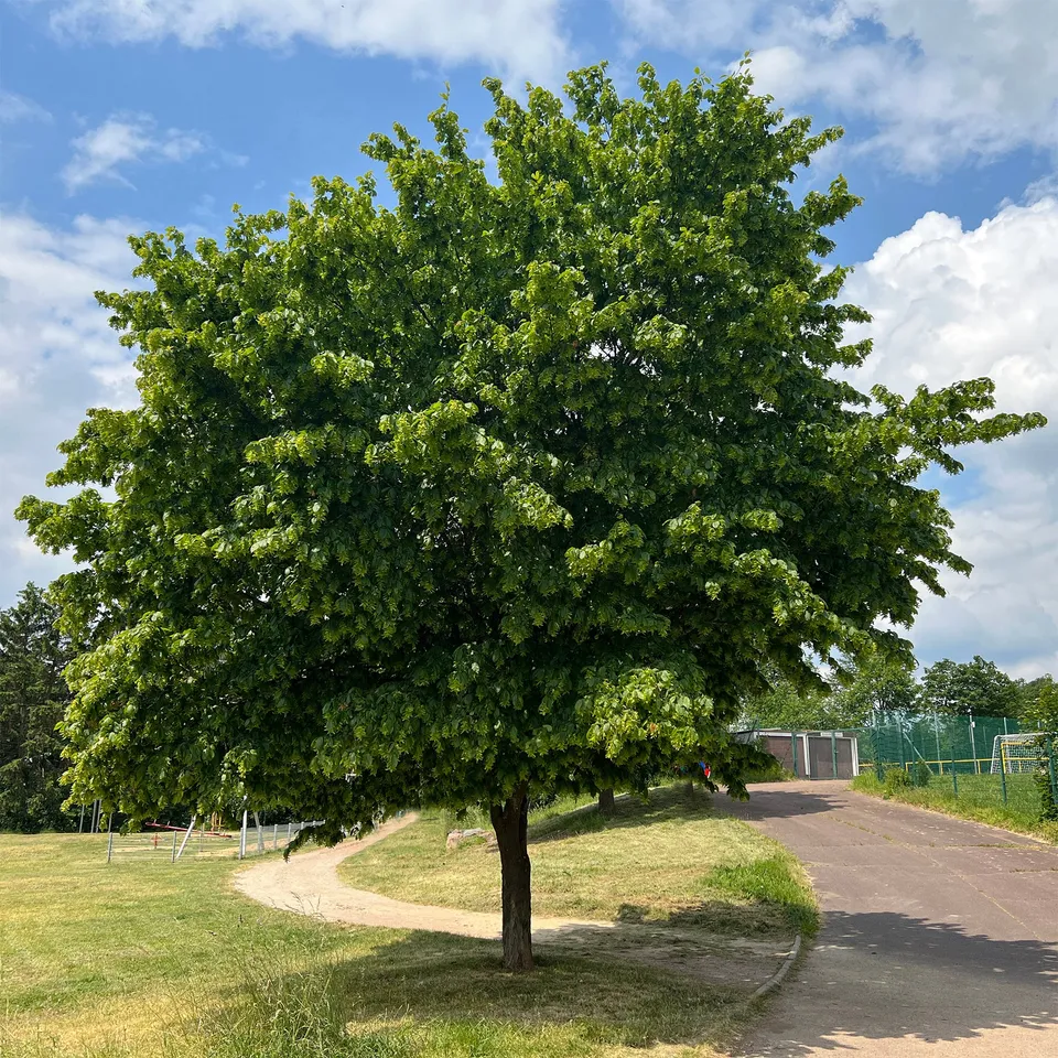 Bakker Charme commun Carpinus haie pot 2L 80-100cm