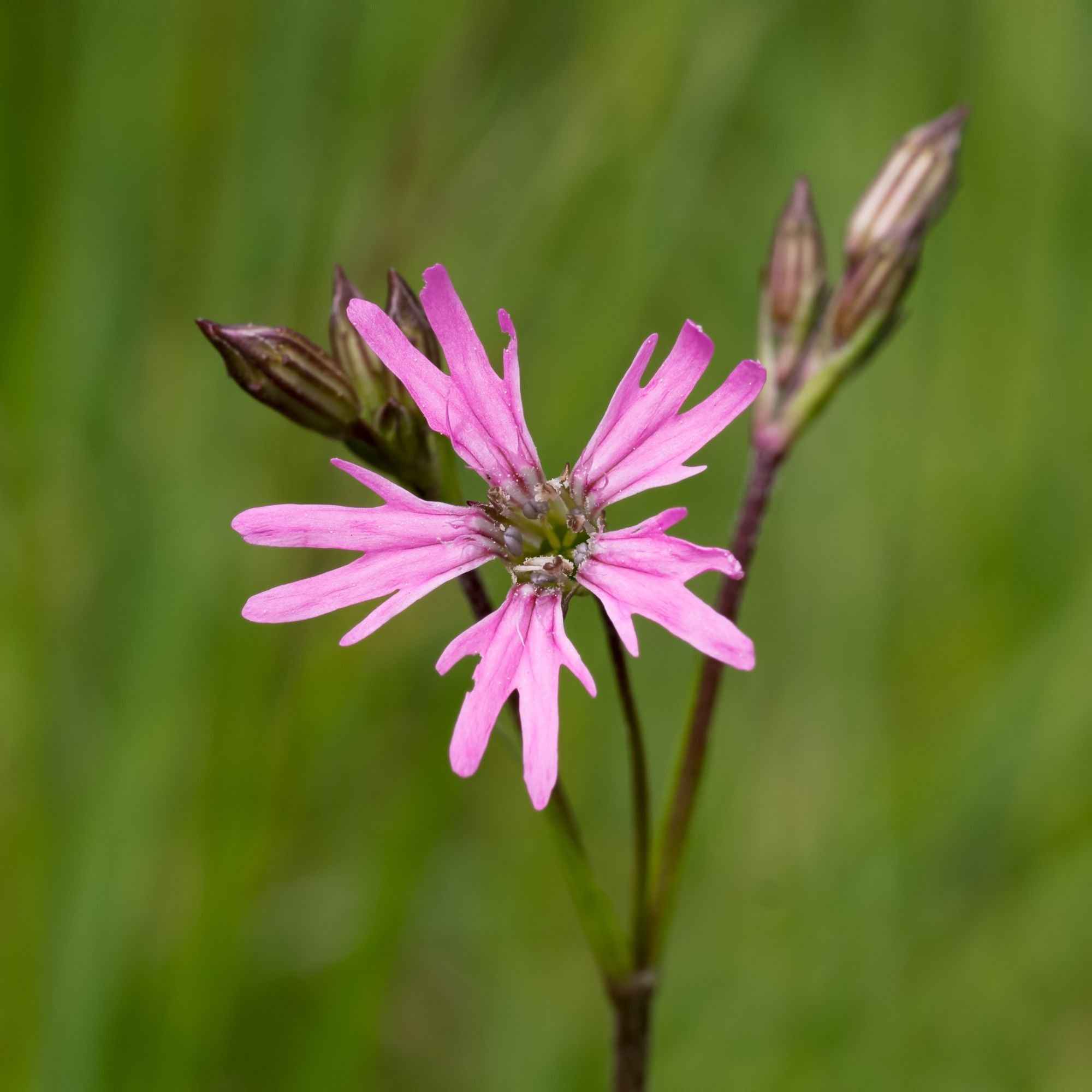 Bakker Lychnis fleur de coucou plante de bassin pot Ø 9cm